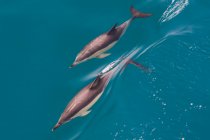 Vista de ángulo alto de dos delfines nariz de botella, tursiops truncatus, nadando cerca de la superficie - foto de stock