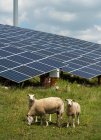 Sheep grazing near solar panels and wind turbine built on a former waste dump. — Stock Photo