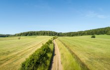 Route rurale à travers les champs avec forêt au loin près de Limbourg, Pays-Bas. — Photo de stock