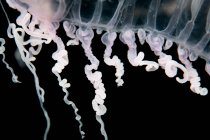 Close up de água-viva subaquática — Fotografia de Stock