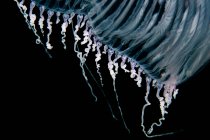 Primer plano de medusas bajo el agua - foto de stock