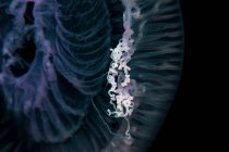 Primer plano de medusas bajo el agua - foto de stock