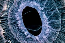 Close up de água-viva subaquática — Fotografia de Stock