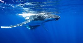 Горбатый кит плавает под водой — стоковое фото