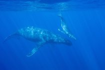 Горбатые киты плавают под водой — стоковое фото