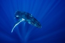 Горбатый кит плавает под водой — стоковое фото