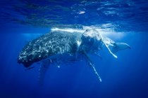 Горбатые киты плавают под водой — стоковое фото