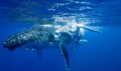 Buckelwale schwimmen unter Wasser — Stockfoto