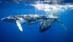 Ballenas jorobadas nadando bajo el agua - foto de stock
