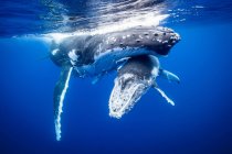 Горбаті кити плавають під водою — стокове фото