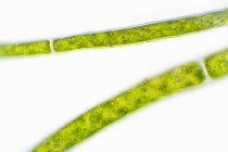 Mikroskopischer Blick auf Grünalgen — Stockfoto