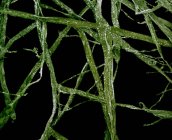 Микроскопический вид зеленых водорослей — стоковое фото