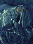 Сем зображення морського жука — стокове фото