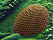 Image SEM du coléoptère museau oeil — Photo de stock