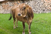 Випасання корови в трав'янистому полі — стокове фото