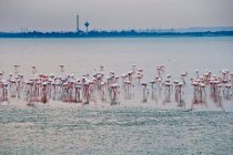 Flamingos de pé na praia urbana — Fotografia de Stock