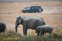 Elefanti in piedi sul campo — Foto stock