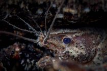 Close up de lagostins de água doce — Fotografia de Stock