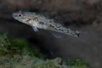 Close-up de peixes bully comuns — Fotografia de Stock
