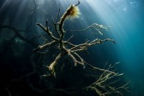 Moosige Baumreste unter Wasser — Stockfoto