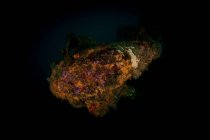 Коралловое растение на подводных обломках — стоковое фото