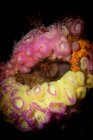 Коралловое растение на подводных обломках — стоковое фото