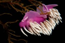 Nudibranch on underwater wreck — Stock Photo