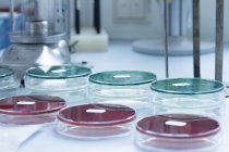 Bactéries poussant dans des boîtes de Pétri en laboratoire — Photo de stock