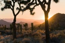 Parc national Joshua Tree au crépuscule, Californie, États-Unis — Photo de stock