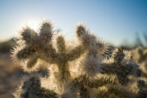 Кактус в Национальном парке Джошуа Три, Калифорния, США — стоковое фото