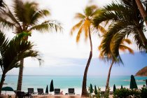 Palmen und leere Liegestühle am Strand — Stockfoto