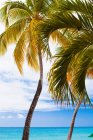 Palm trees and turquoise ocean — Stock Photo