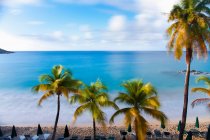 Пальмы и пустые шезлонги на пляже — стоковое фото