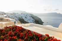 Lit de fleurs, Oia, Santorin, Grèce — Photo de stock