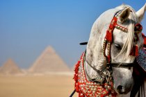 Арабский жеребец от Giza, Каир, Египет — стоковое фото