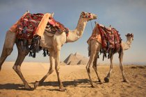 Dos camellos frente a las pirámides de Giza, Egipto - foto de stock