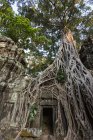 Руины с заросшими корнями деревьев, Ta Prohm, Angkor Wat, Femm Reap, Cambodia, South Asia — стоковое фото