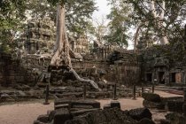 Ruinas cubiertas, Ta Prohm, Angkor Wat, Siem Reap, Camboya, Sudeste Asiático - foto de stock