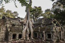 Ruinen mit bewachsenem Baum, Ta Prohm, Angkor Wat, Siem Reap, Kambodscha, Südostasien — Stockfoto