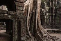 Detail von Ruinen mit verwachsenen Baumwurzeln, Ta Prohm, Angkor Wat, Siem Reap, Kambodscha, Südostasien — Stockfoto