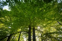 Canopy of woodland trees — Stock Photo