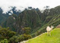 Лама и Мачу-Пикчу, Священная долина, Перу, Южная Америка — стоковое фото