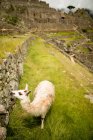 Machu Picchu und Lama, Heiliges Tal, Peru, Südamerika — Stockfoto