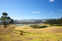 Bovini al pascolo nei campi, Waiheke Island, Auckland, Nuova Zelanda — Foto stock