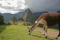 Llama pastoreio, Machu Picchu, Vale Sagrado, Peru, América do Sul — Fotografia de Stock