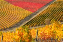 Paisagem toscana, vinhas no outono, Chianti, Siena, Toscana, Itália — Fotografia de Stock