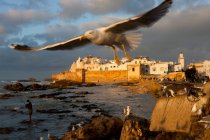 Porto histórico ao pôr do sol com rebanho de gaivotas, Essauira, Marrocos — Fotografia de Stock