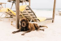Dog resting by sun loungers on beach, Tulum, Mexico — Stock Photo