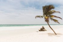 Palm tree and driftwood on beach, Tulum, Mexico — Stock Photo