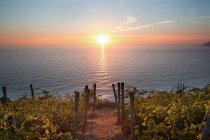 Puesta del sol, viñedos en Riomaggiore, Cinque Terre, Italia - foto de stock